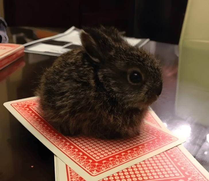 nagyra nott allatok5.jpg