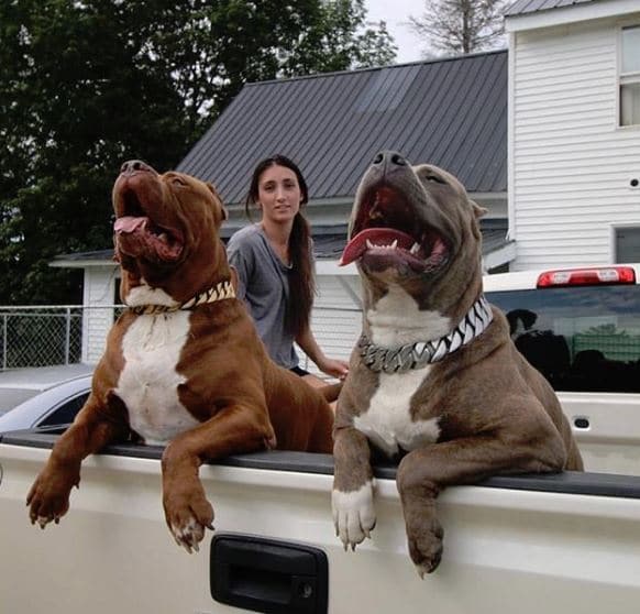 pitbull-oriasok-hulk-es-king-kong-baratsagos-kalandjai-900e1c99