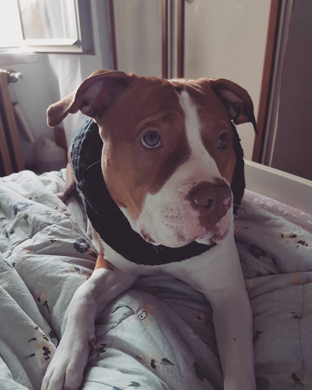 pitbullok-akikkel-csak-a-szeretet-szamit-ec0dd82c