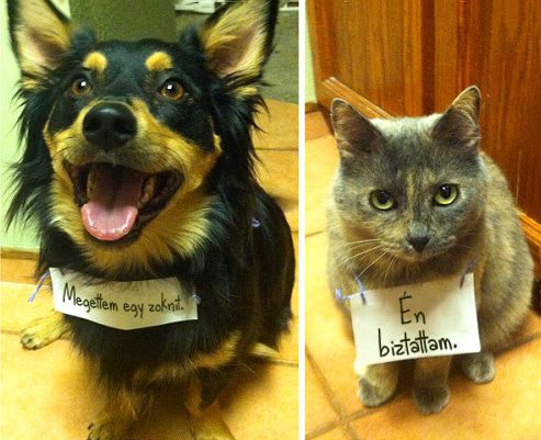 rosszcsont-allatok-es-a-szegyentabla-vicces-pillanatok-a-gazdik-eletebol-925afb11