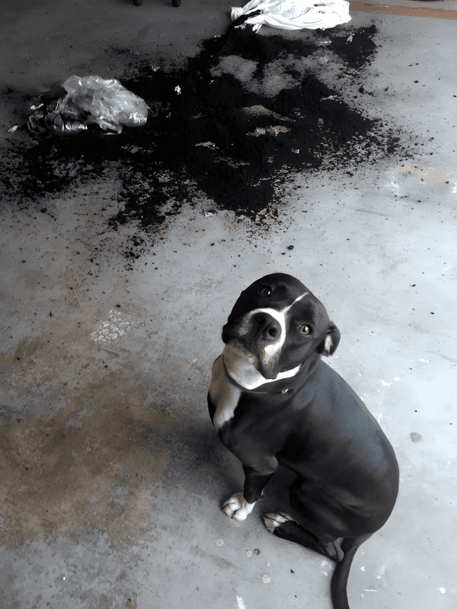 rosszcsonthazikedvenc5