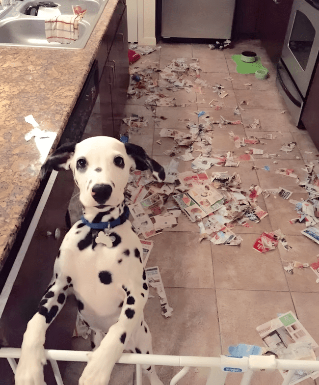 rosszcsonthazikedvenc6