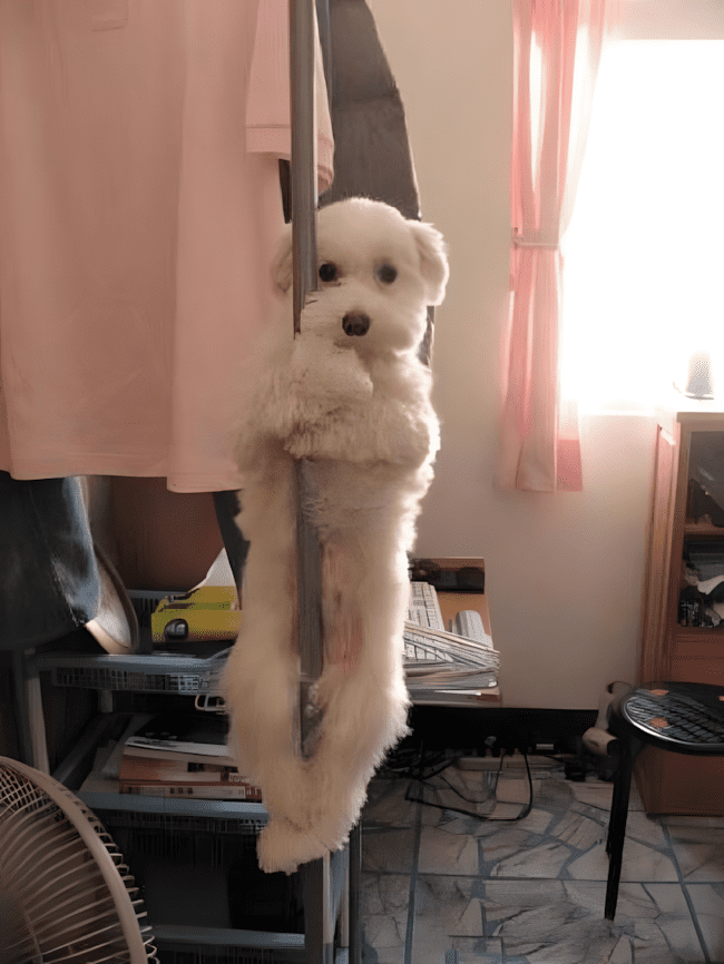 rosszcsonthazikedvenc7