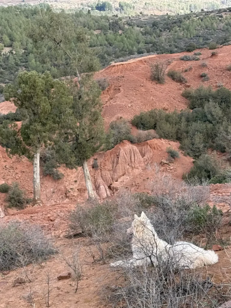 scale-1-17-769x1024-1