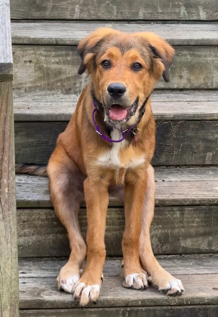 A kiskutya futott az autók után – amíg valaki végre megállt 1036 scale 1 18