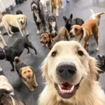 Egy nap a kutyanapköziben – és a mosoly, amit egy dicséret hoz