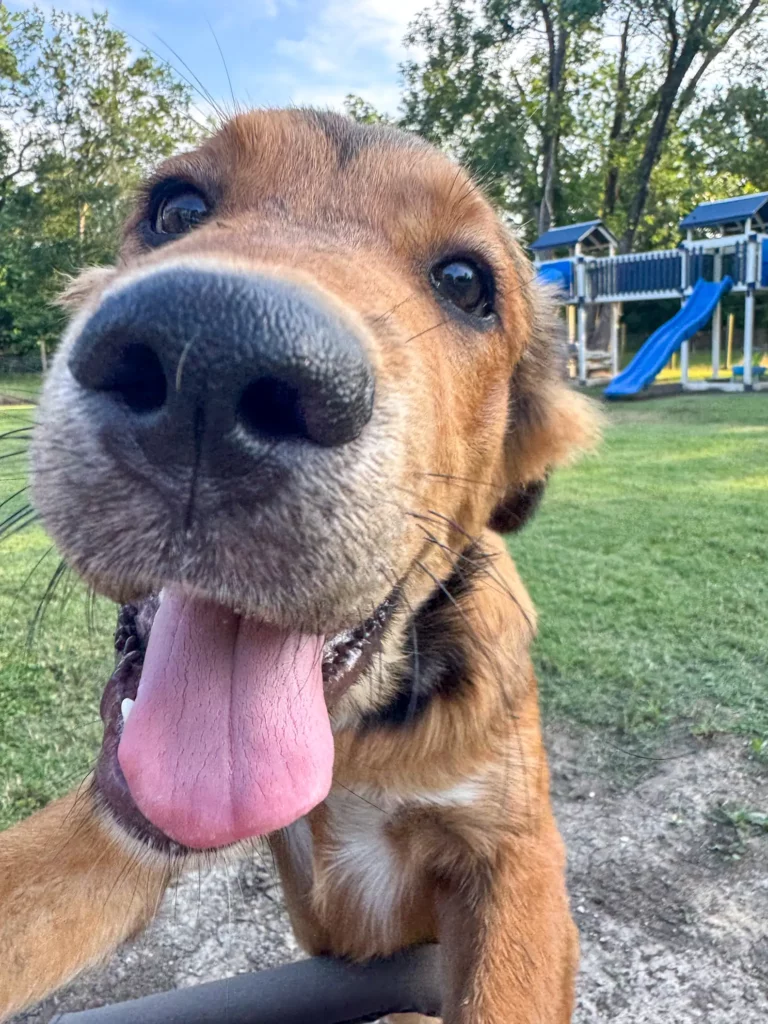 A kiskutya futott az autók után – amíg valaki végre megállt 1037 scale 2 15