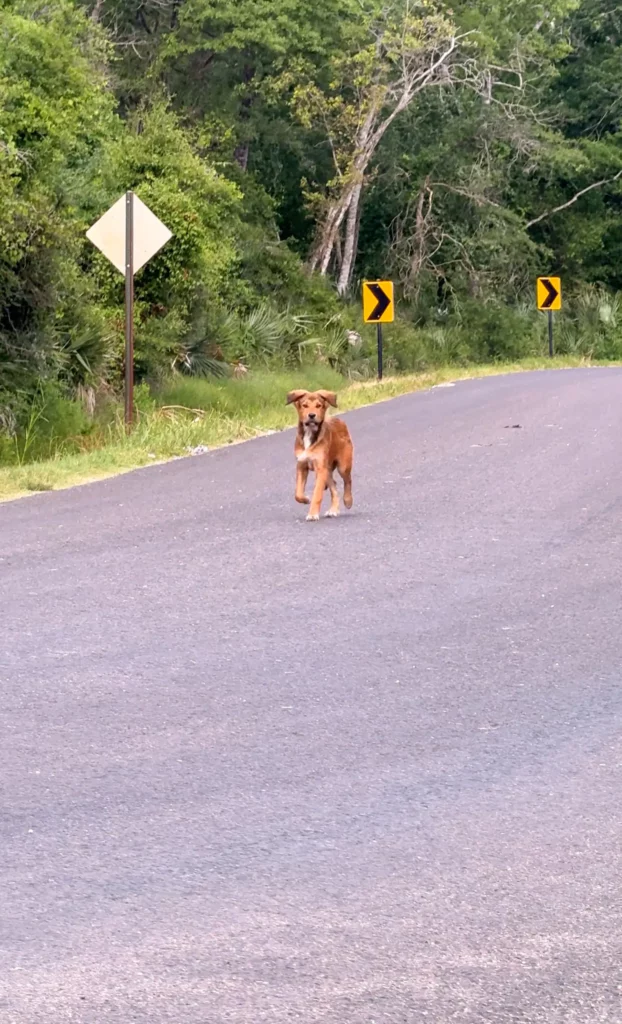 A kiskutya futott az autók után – amíg valaki végre megállt 1035 scale 21
