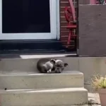 A kutya, aki nem akart elmozdulni – míg rá nem talált az igazi család