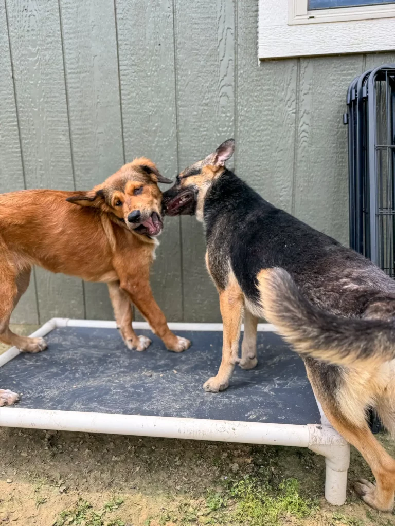 A kiskutya futott az autók után – amíg valaki végre megállt 1038 scale 3 12