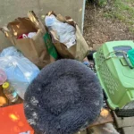 A 16 éves kutyától azt kérték, hogy haljon meg – de ő élni akart