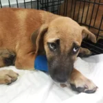 Lyme-kór elleni oltás kutyáknak: tényleg működik?