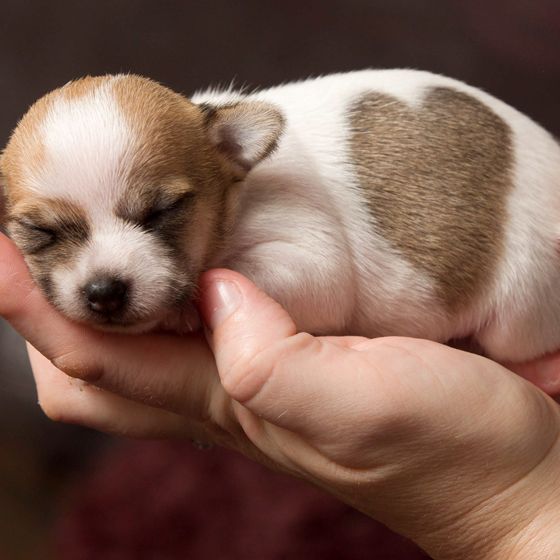 szivet-melengeto-allatok-a-termeszet-kulonleges-ajandekai-879f02bd