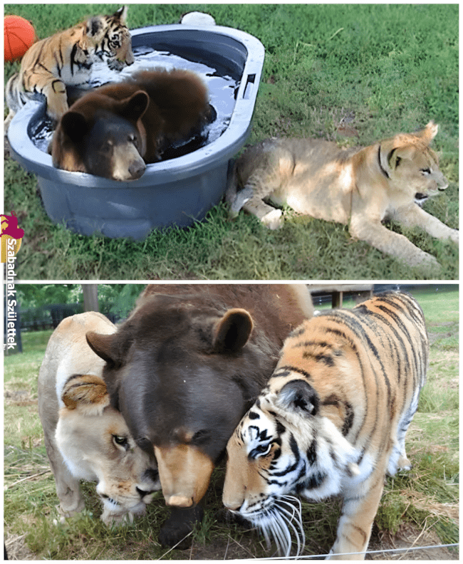 Ezek a fotók bebizonyítják: a legjobb barát lehet négylábú is ❤ 1080 szoros allatbaratsagok10.jpg