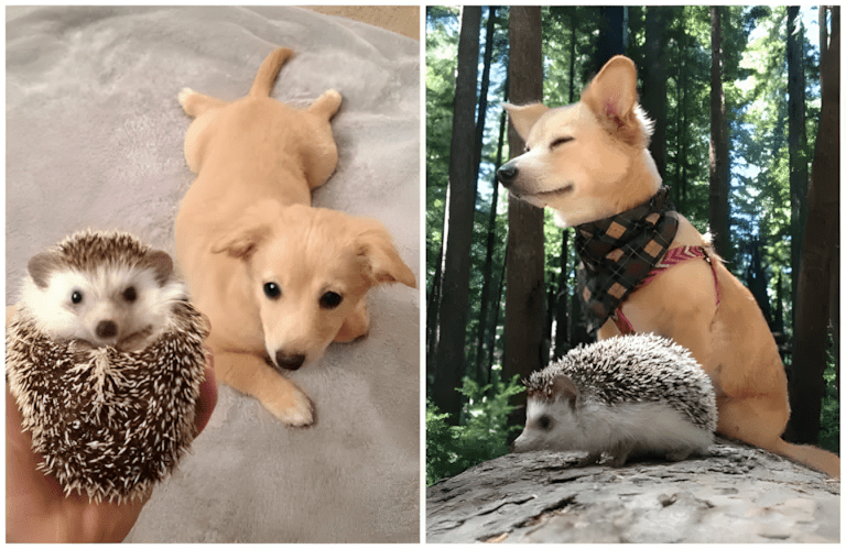 Ezek a fotók bebizonyítják: a legjobb barát lehet négylábú is ❤ 1072 szoros allatbaratsagok2.jpg