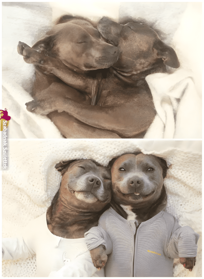 Ezek a fotók bebizonyítják: a legjobb barát lehet négylábú is ❤ 1073 szoros allatbaratsagok3.jpg