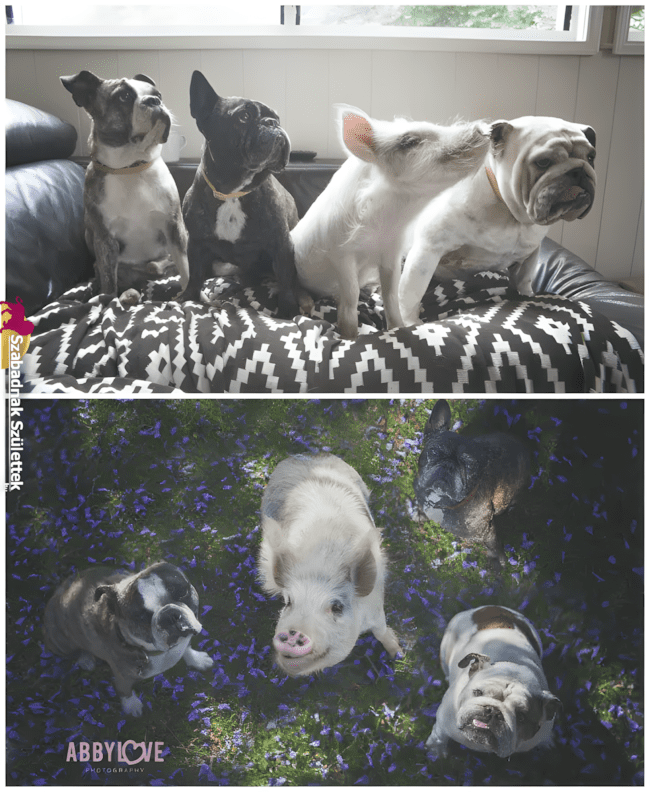 Ezek a fotók bebizonyítják: a legjobb barát lehet négylábú is ❤ 1074 szoros allatbaratsagok4.jpg