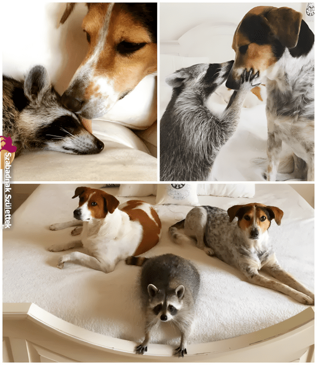 Ezek a fotók bebizonyítják: a legjobb barát lehet négylábú is ❤ 1075 szoros allatbaratsagok5.jpg