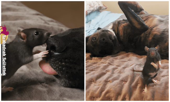 Ezek a fotók bebizonyítják: a legjobb barát lehet négylábú is ❤ 1076 szoros allatbaratsagok6.jpg