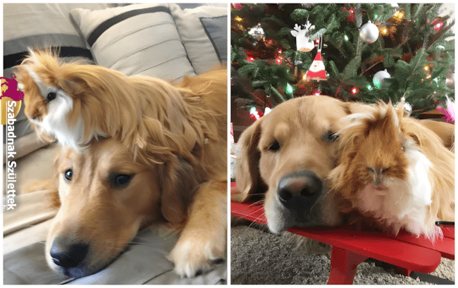 Ezek a fotók bebizonyítják: a legjobb barát lehet négylábú is ❤ 1078 szoros allatbaratsagok8.jpg