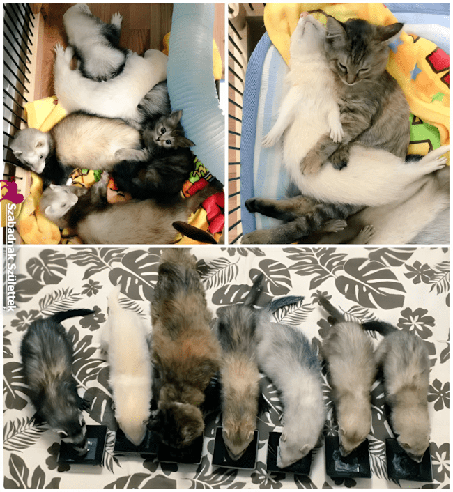 Ezek a fotók bebizonyítják: a legjobb barát lehet négylábú is ❤ 1079 szoros allatbaratsagok9.jpg