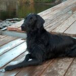 étvágy változás megoldása ha gyors megoldás kell: bevált módszer nagytestű kutyáknál: gyors segítség