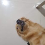 túlingerlés megoldása ha a kutya félős: bevált módszer kertes házban élőknek: kezdőknek és haladóknak