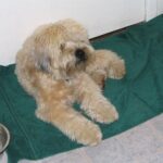 testsúly kontroll megoldása ha kevés az időd: bevált módszer lakásban tartóknak: amit kevesen mondanak el