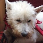 ugatás megoldása ha a kutya félős: bevált módszer kertes házban élőknek: gyors segítség