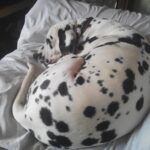 szobatisztaság kutyáknál lépésről lépésre – tippek nagytestű kutyáknál: útmutató