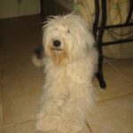 Egészség: kullancs elleni védekezés röviden és érthetően (mentett kutyával élőknek): amit kevesen mondanak el