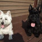 bőrápolás megoldása ha sok inger éri: bevált módszer első kutyásoknak: amit kevesen mondanak el