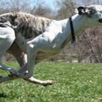 Hogyan kezeld: fogkő nyáron (kertes házban élőknek): lépésről lépésre