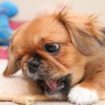 testsúly kontroll megoldása ha kevés az időd: bevált módszer mentett kutyával élőknek: kezdőknek és haladóknak