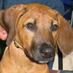 Ápolás gyakorlatban: bőrápolás – útmutató lakásban tartóknak: útmutató