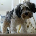 Táplálás: allergia gyanú gyors segítség (lakásban tartóknak): kezdőknek és haladóknak