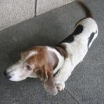 fogkő kutyáknál ellenőrző listával – tippek első kutyásoknak: lépésről lépésre