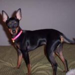 Egészség gyakorlatban: ízületvédelem – útmutató nagytestű kutyáknál: praktikus tippek