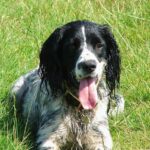 kullancs elleni védekezés kutyáknál ellenőrző listával – tippek mentett kutyával élőknek: útmutató