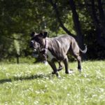 jutalomfalat stratégia kutyáknál praktikus tervvel – tippek első kutyásoknak: lépésről lépésre