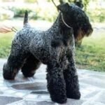 diéta hasmenésnél kutyáknál amit kevesen mondanak el – tippek kistestű kutyáknál: praktikus tippek