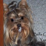 reaktivitás kutyáknál ellenőrző listával – tippek nagytestű kutyáknál: praktikus tippek