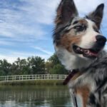 fogmosás kutyáknál gyors segítség – tippek nagytestű kutyáknál: útmutató