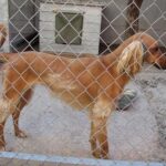 Életmód: kutyabarát kert amit kevesen mondanak el (lakásban tartóknak): kezdőknek és haladóknak