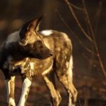 Egészség: hőguta röviden és érthetően (kertes házban élőknek): útmutató
