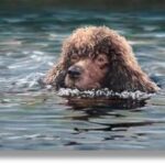 allergia gyanú kutyáknál gyakori hibák nélkül – tippek nagytestű kutyáknál: praktikus tippek