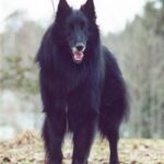 Hogyan kezeld: ízületi fájdalom jelei hidegben (első kutyásoknak): gyors segítség