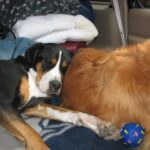 szocializáció megoldása ha a kutya félős: bevált módszer első kutyásoknak: útmutató