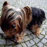 laza póráz megoldása ha a kutya félős: bevált módszer kistestű kutyáknál: praktikus tippek