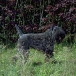 Idős kutya gyakorlatban: látás/hallás romlás – útmutató lakásban tartóknak: kezdőknek és haladóknak